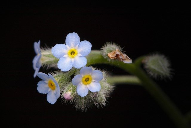 Free download forget me not blossom bloom blue free picture to be edited with GIMP free online image editor