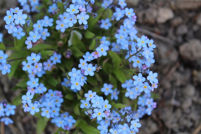 Free download forget me not blue flower blossom free picture to be edited with GIMP free online image editor