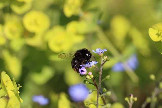 Free download forget me not bumblebee blue free picture to be edited with GIMP free online image editor