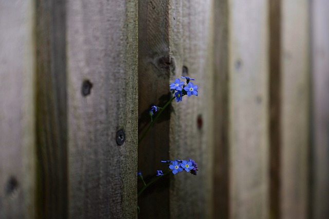 Free download forget me not fence wooden fence free picture to be edited with GIMP free online image editor