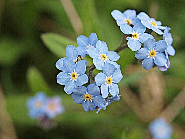 Free download forget me not flower early spring free picture to be edited with GIMP free online image editor