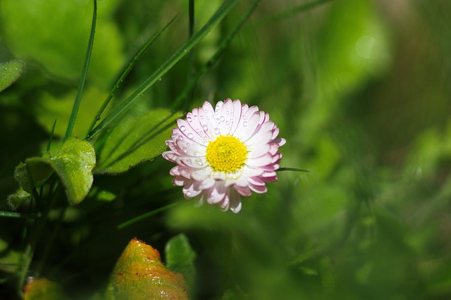 Free download forget me not flower greens spring free picture to be edited with GIMP free online image editor