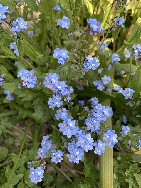 Free download forget me not flower nature blue free picture to be edited with GIMP free online image editor