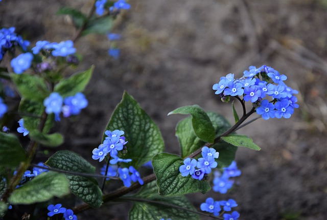 Free download forget me not flower nature spring free picture to be edited with GIMP free online image editor