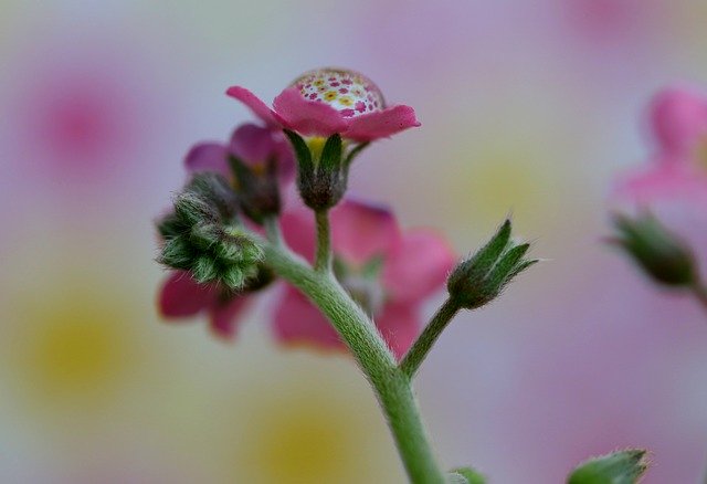 Free download Forget-Me-Not Flower Pink -  free photo or picture to be edited with GIMP online image editor