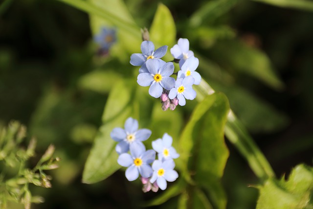 Free download forget me not flowers blue spring free picture to be edited with GIMP free online image editor