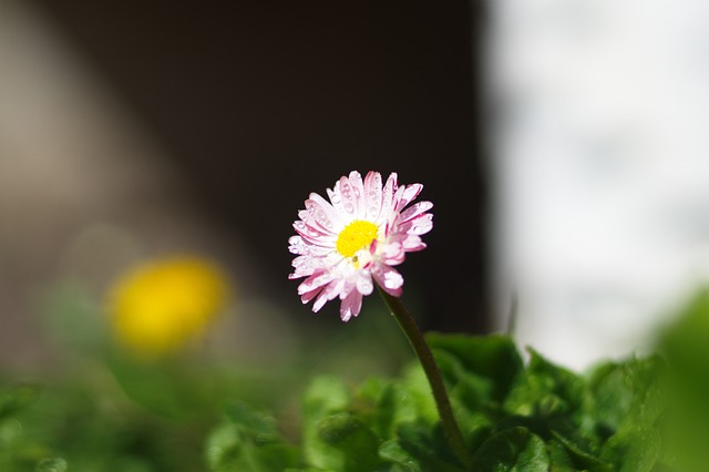 Free download forget me not flower spring nature free picture to be edited with GIMP free online image editor