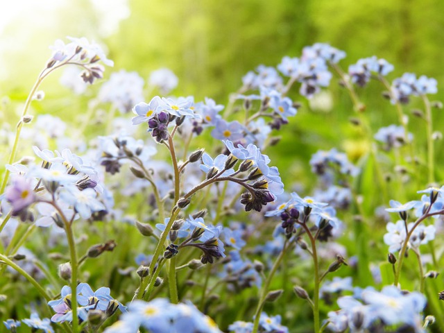 Free download forget me not meadow pointed flower free picture to be edited with GIMP free online image editor