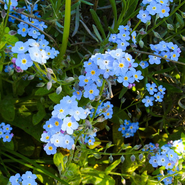 no me olvides flor de myosotis de OffiDocs para