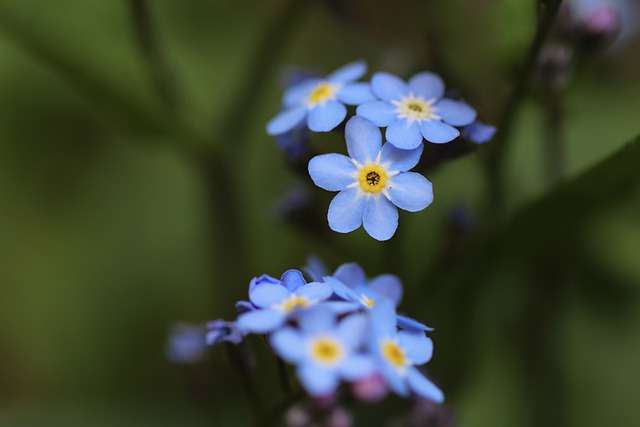 Free download forget me not myosotis blossoms free picture to be edited with GIMP free online image editor