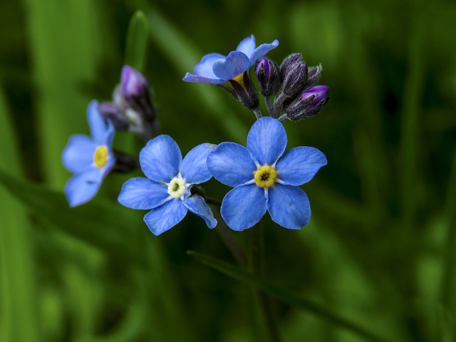 Free download forget me not myosotis sylvatica free picture to be edited with GIMP free online image editor