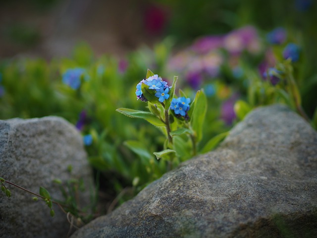 Free download forget me not nature garden green free picture to be edited with GIMP free online image editor