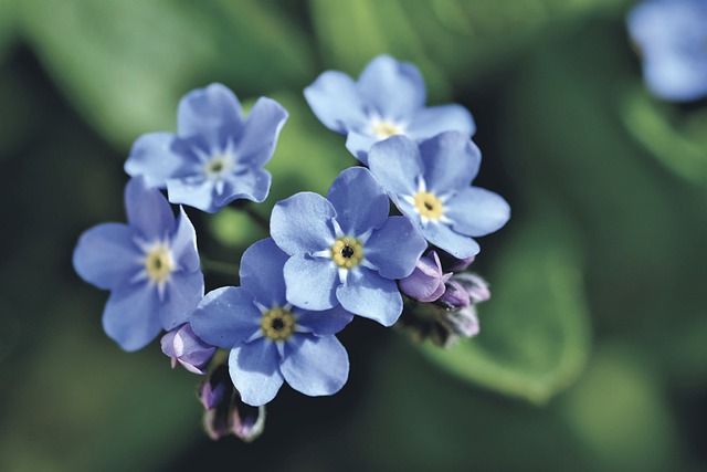 Free download forget me not robbery leaf plant free picture to be edited with GIMP free online image editor