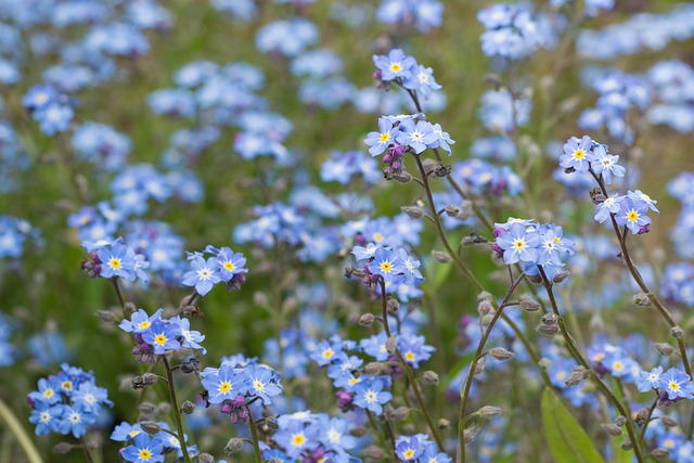 Free download forget me nots blue forget me not free picture to be edited with GIMP free online image editor