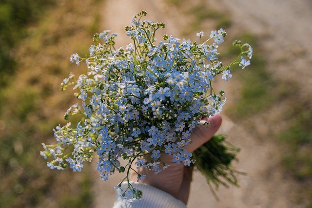 Free download forget me nots bouquet hand summer free picture to be edited with GIMP free online image editor