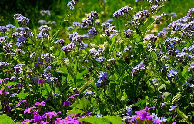 Free download forget me nots flowers plant garden free picture to be edited with GIMP free online image editor