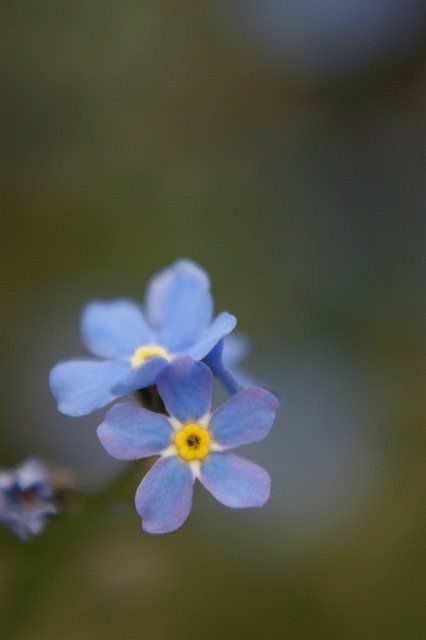 Free download forget me nots flowers plant petals free picture to be edited with GIMP free online image editor