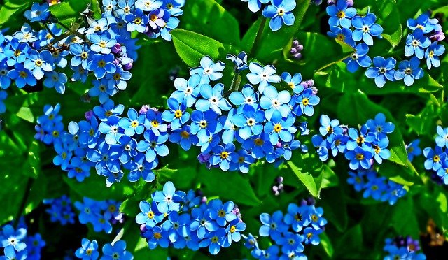 Free download forget me nots flowers plants free picture to be edited with GIMP free online image editor