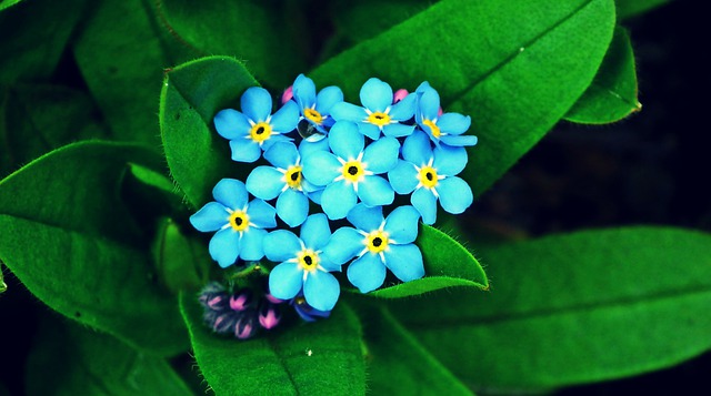 Free download forget me nots flowers spring free picture to be edited with GIMP free online image editor