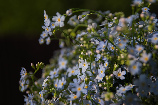 Free download forget me nots flowers summer free picture to be edited with GIMP free online image editor