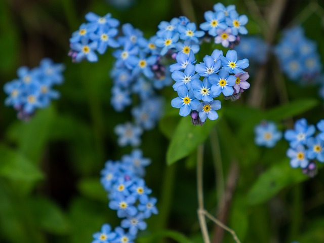 Free download forget me not small bloom forest free picture to be edited with GIMP free online image editor