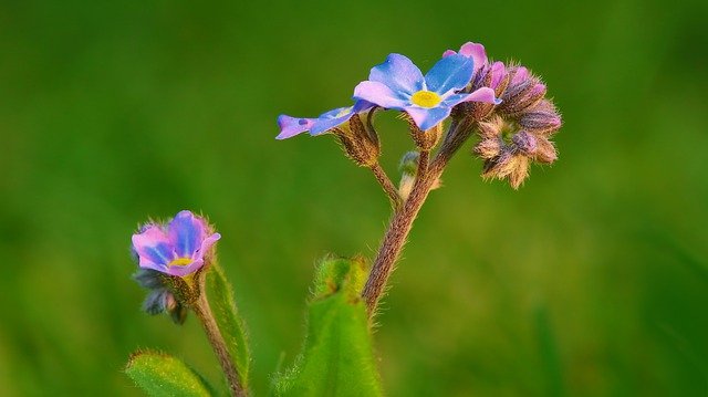 Free download forget me not spring flower bloom free picture to be edited with GIMP free online image editor