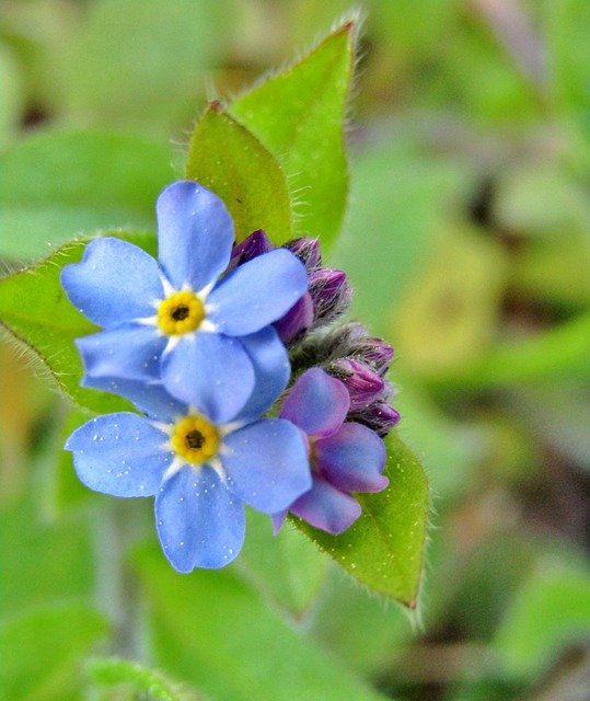 Free download forget me not violet bud flower free picture to be edited with GIMP free online image editor