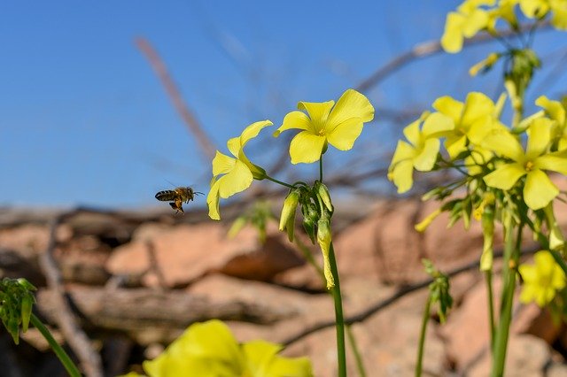 Free download Formentera Bee Yellow -  free photo or picture to be edited with GIMP online image editor