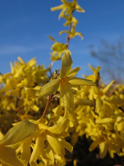 Free download Forsythia Garden Gold -  free photo or picture to be edited with GIMP online image editor