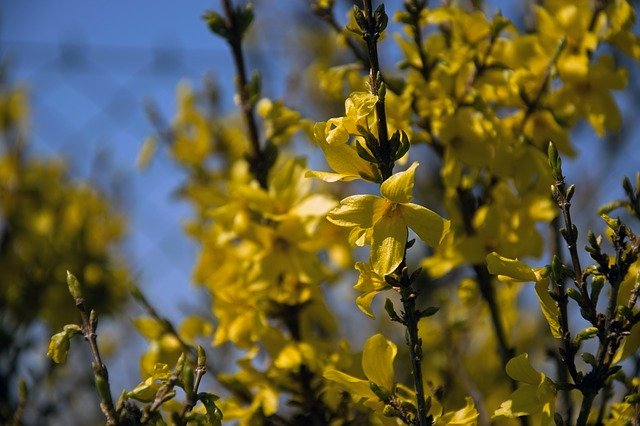 Free download Forsythia Intermedia -  free photo or picture to be edited with GIMP online image editor