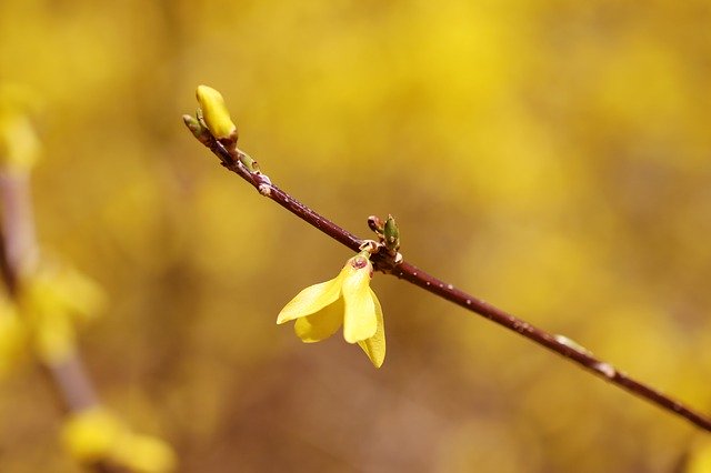 Free download Forsythia Spring Yellow -  free photo or picture to be edited with GIMP online image editor