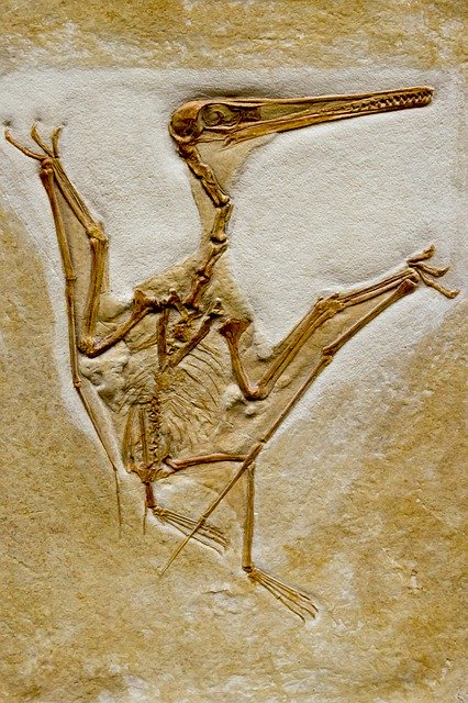 Free download Fossil Petrifaction Bird -  free photo or picture to be edited with GIMP online image editor