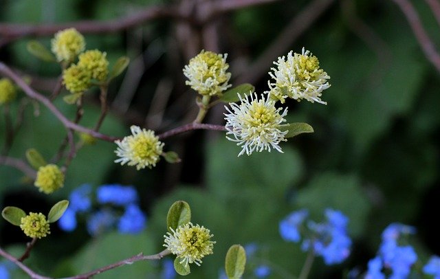 Free download Fothergilla Lampenpoetserstruik -  free photo or picture to be edited with GIMP online image editor