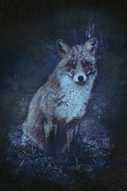 Free download Fox Animal Carnivore Red -  free illustration to be edited with GIMP free online image editor