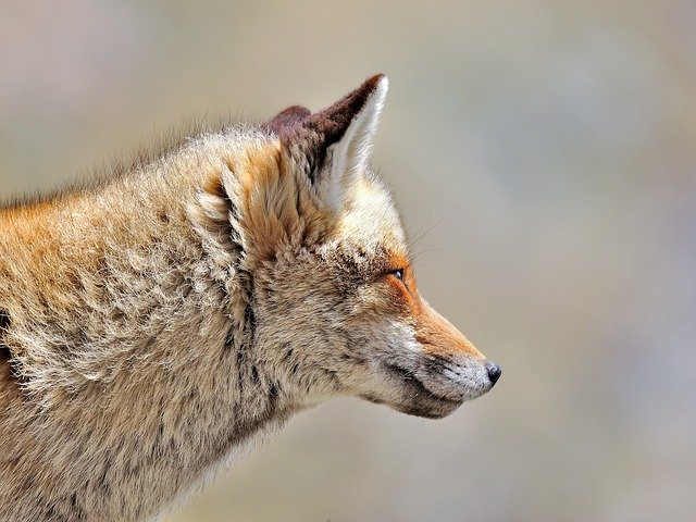 Free download Fox Animals Wild -  free photo or picture to be edited with GIMP online image editor