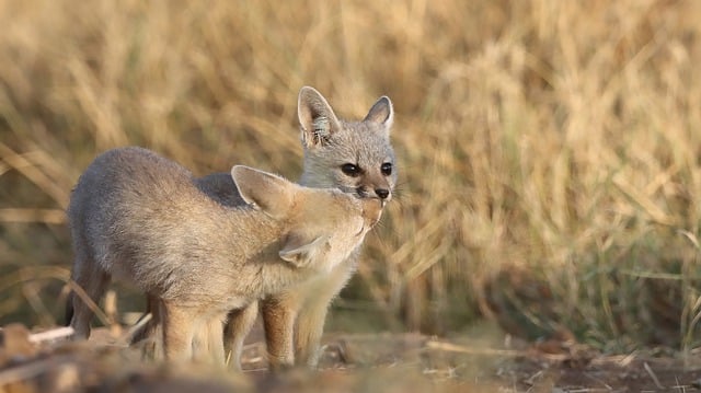 Free download fox bengal fox cub puppy canine free picture to be edited with GIMP free online image editor