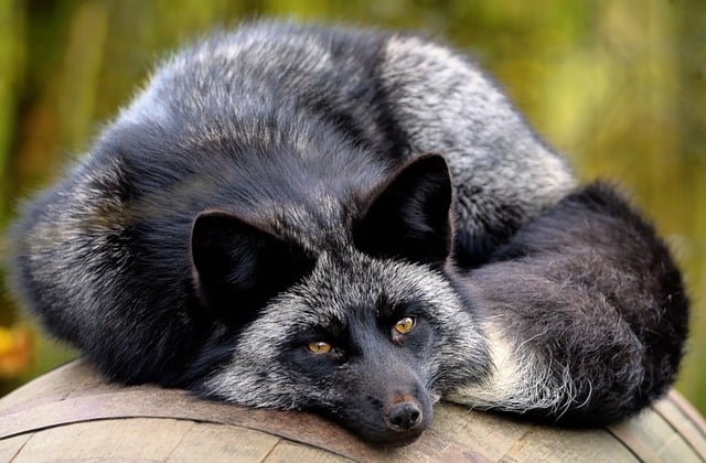 Free download fox black fox red fox melanistic free picture to be edited with GIMP free online image editor