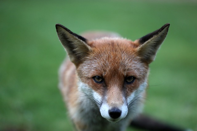 Free download fox canine mammal furry animal free picture to be edited with GIMP free online image editor