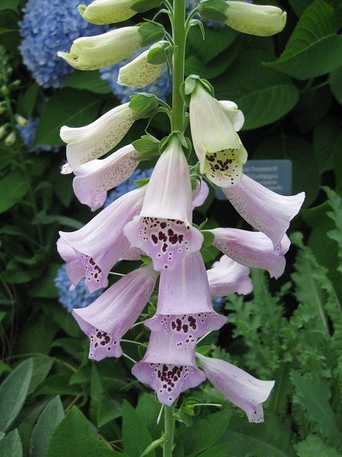 Free download Foxglove Digitalis Kansas City -  free photo or picture to be edited with GIMP online image editor