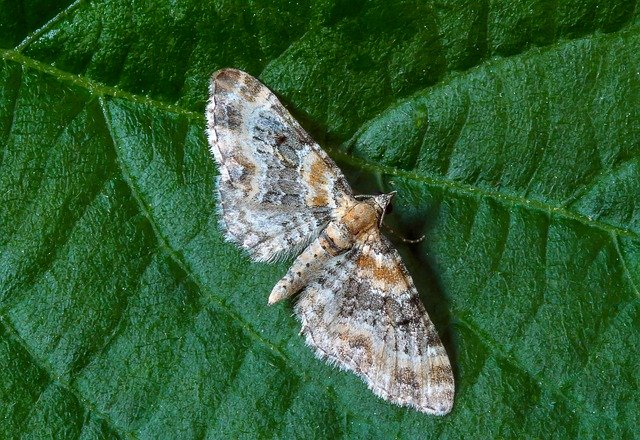 Free download Foxglove-Pug Moth Tiny -  free photo or picture to be edited with GIMP online image editor