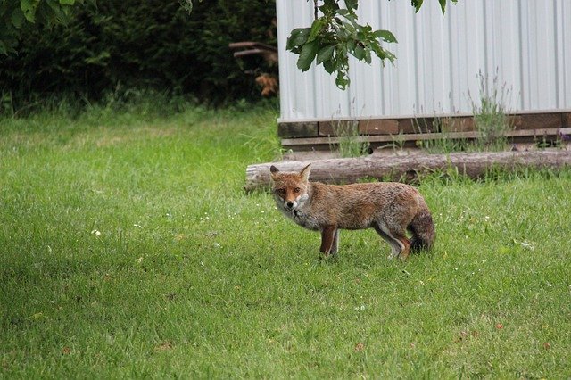 Free download Fox Mammal Wild -  free photo or picture to be edited with GIMP online image editor