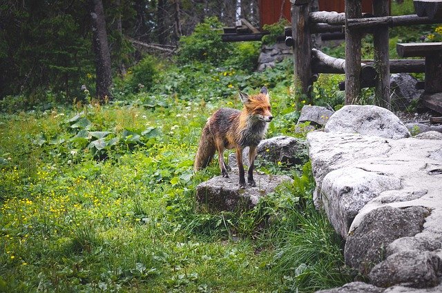 Free download Fox Nature Animals -  free photo or picture to be edited with GIMP online image editor