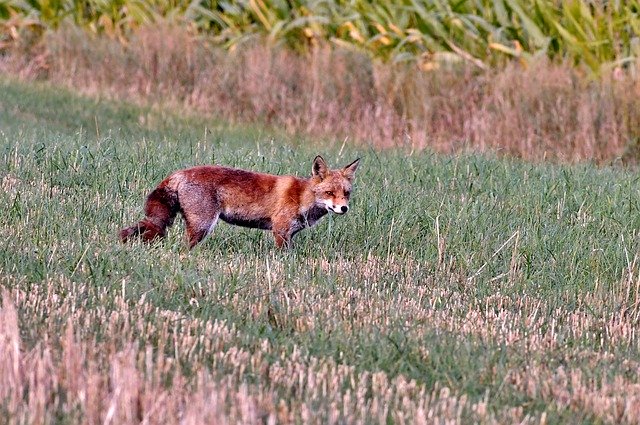 Free download Fox Predator Wild -  free photo or picture to be edited with GIMP online image editor