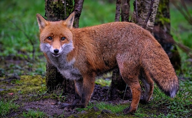 Free download fox red fox canine wild dog mammal free picture to be edited with GIMP free online image editor