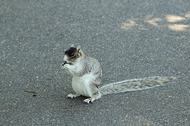 Free download Fox Squirrel Rodent Nature -  free photo or picture to be edited with GIMP online image editor