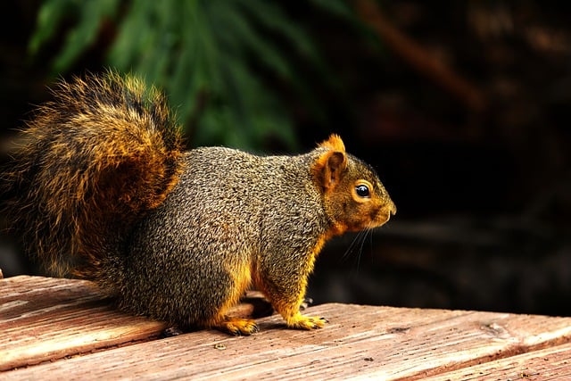 Free download fox squirrel wildlife nature free picture to be edited with GIMP free online image editor