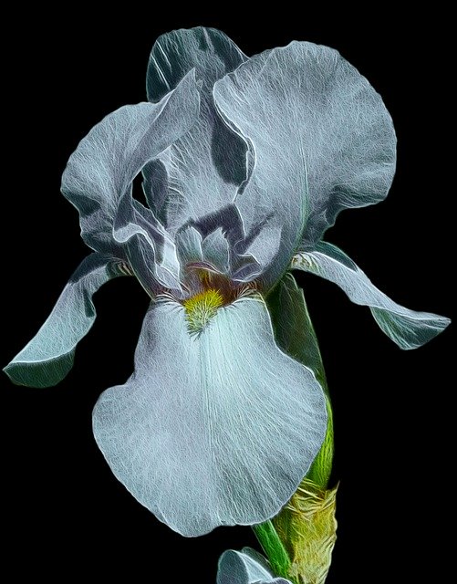 Free download Fractalius High Beard Iris -  free illustration to be edited with GIMP free online image editor