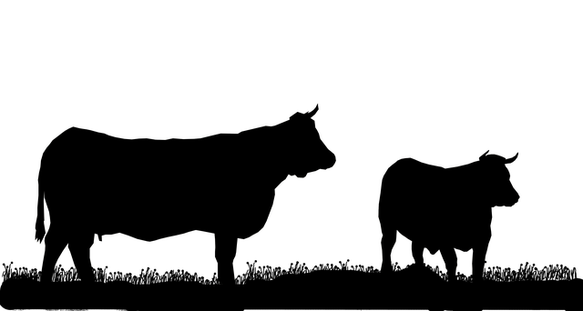 دانلود رایگان گوشت گاو فرانسه نرماندی - تصویر رایگان برای ویرایش با ویرایشگر تصویر آنلاین رایگان GIMP