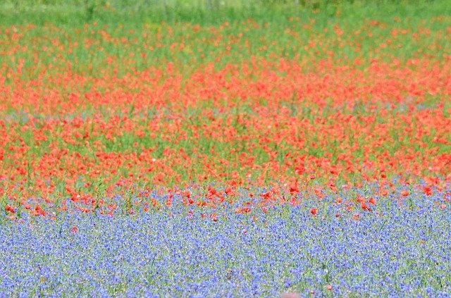 Free download France Poppy Cornflowers Flower -  free photo or picture to be edited with GIMP online image editor