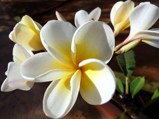 Free download Frangipani Flower Plumeria -  free photo or picture to be edited with GIMP online image editor